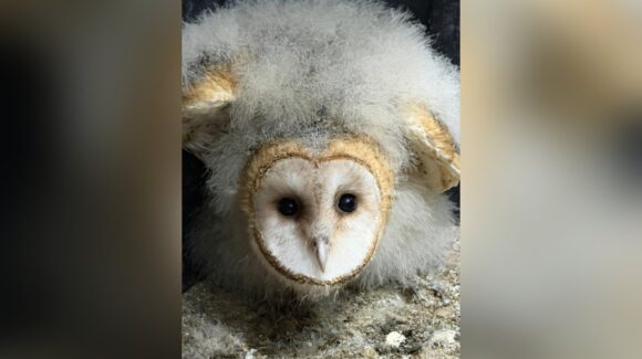 ¡Voló hacia su hogar! Liberan lechuza rescatada en Guasave, Sinaloa, tras dos meses de rehabilitación en el CIIDIR IPN