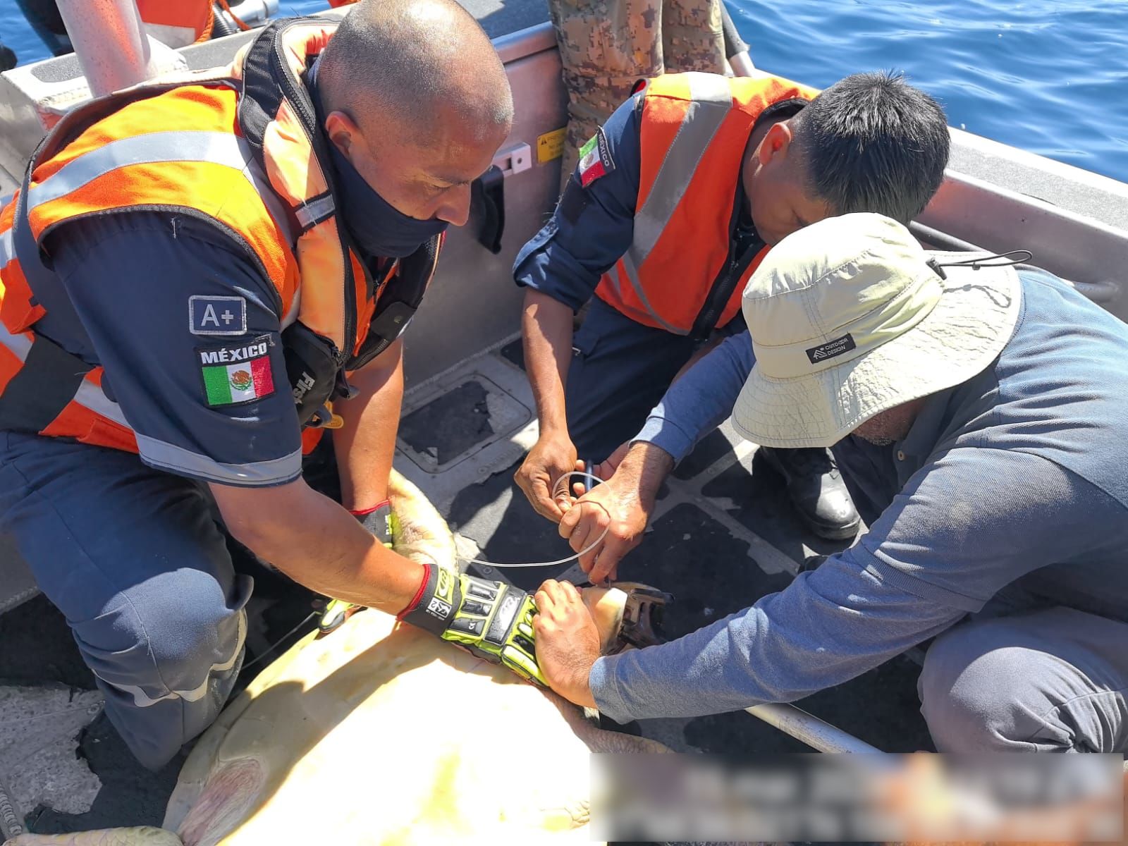 Liberación de tortugas y tiburones atrapados en red abandonada en Islas Marías