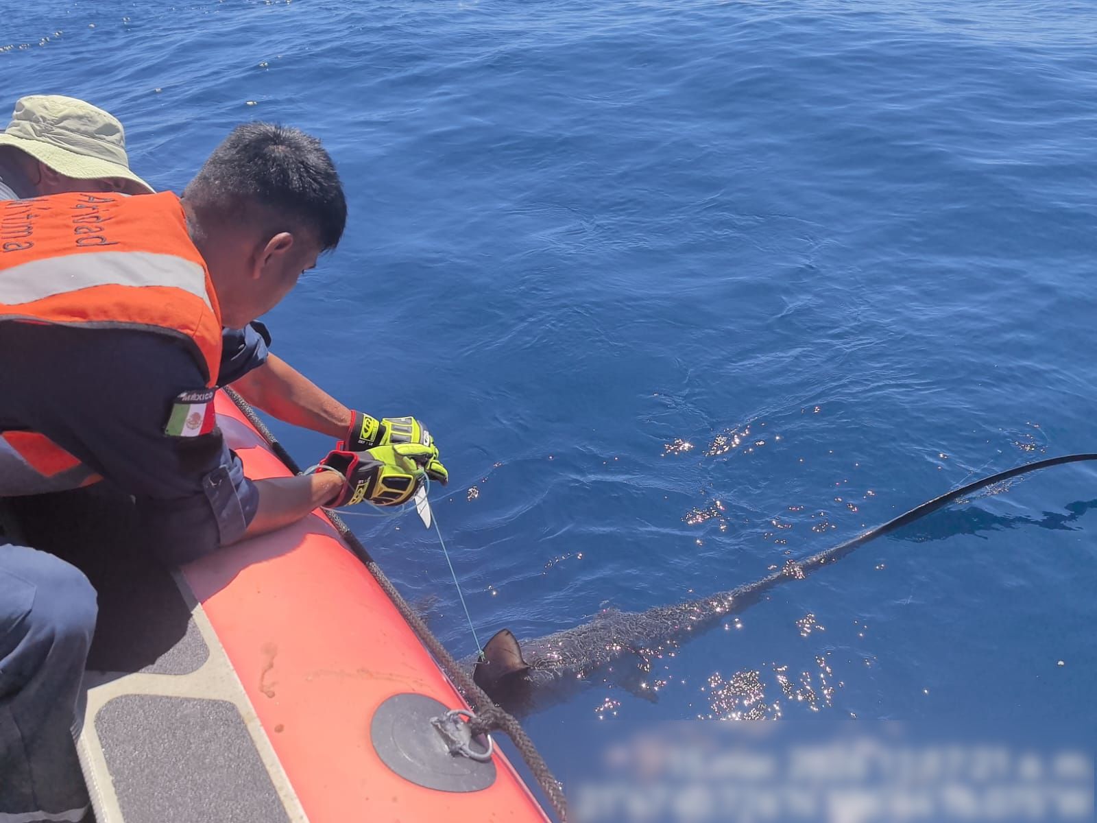 Liberación de tortugas y tiburones atrapados en red abandonada en Islas Marías