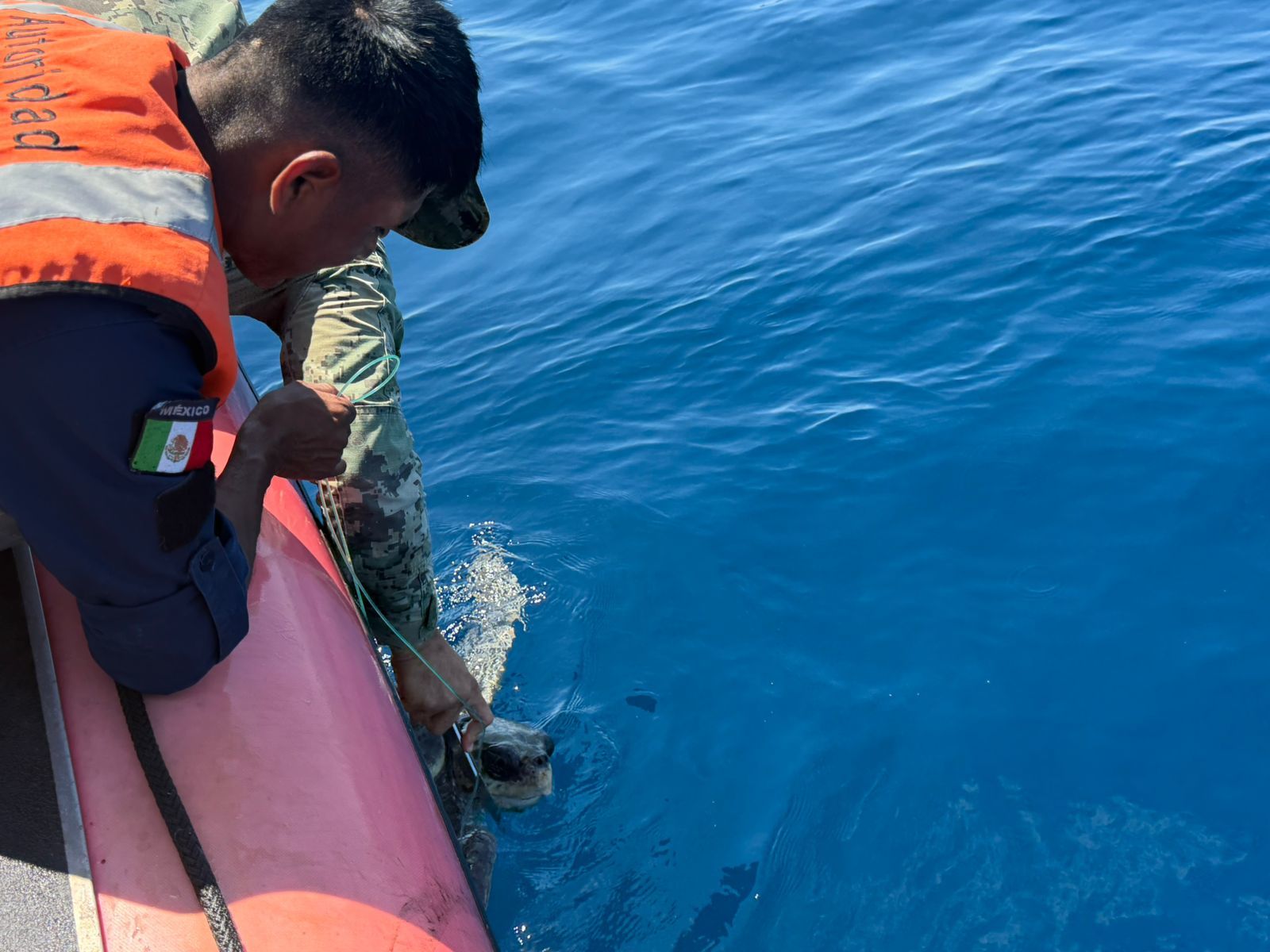Liberación de tortugas y tiburones atrapados en red abandonada en Islas Marías
