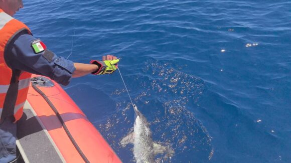 Marina y Conapesca liberan tortugas y tiburones atrapados en red abandonada en Islas Marías