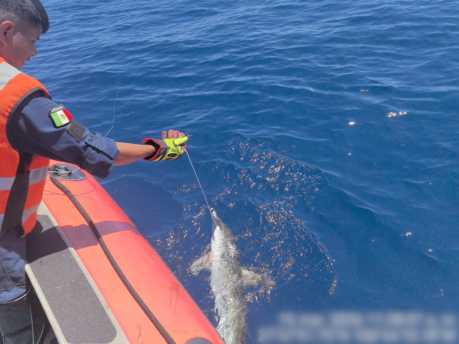 Liberación de tortugas y tiburones atrapados en red abandonada en Islas Marías
