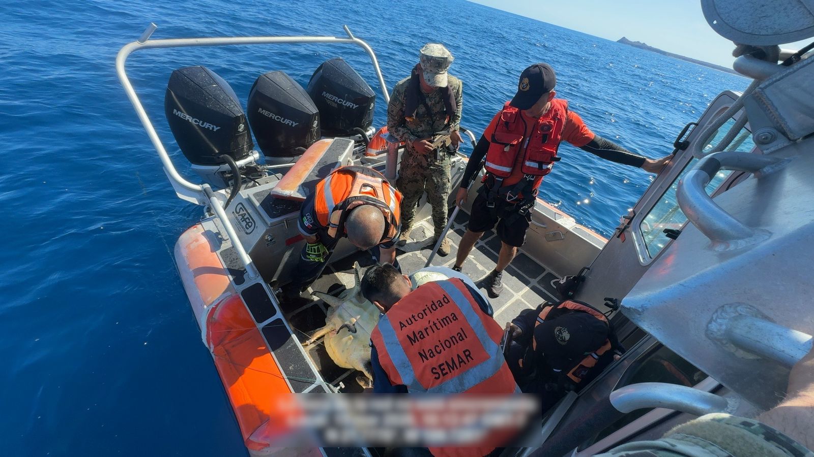 Liberación de tortugas y tiburones atrapados en red abandonada en Islas Marías