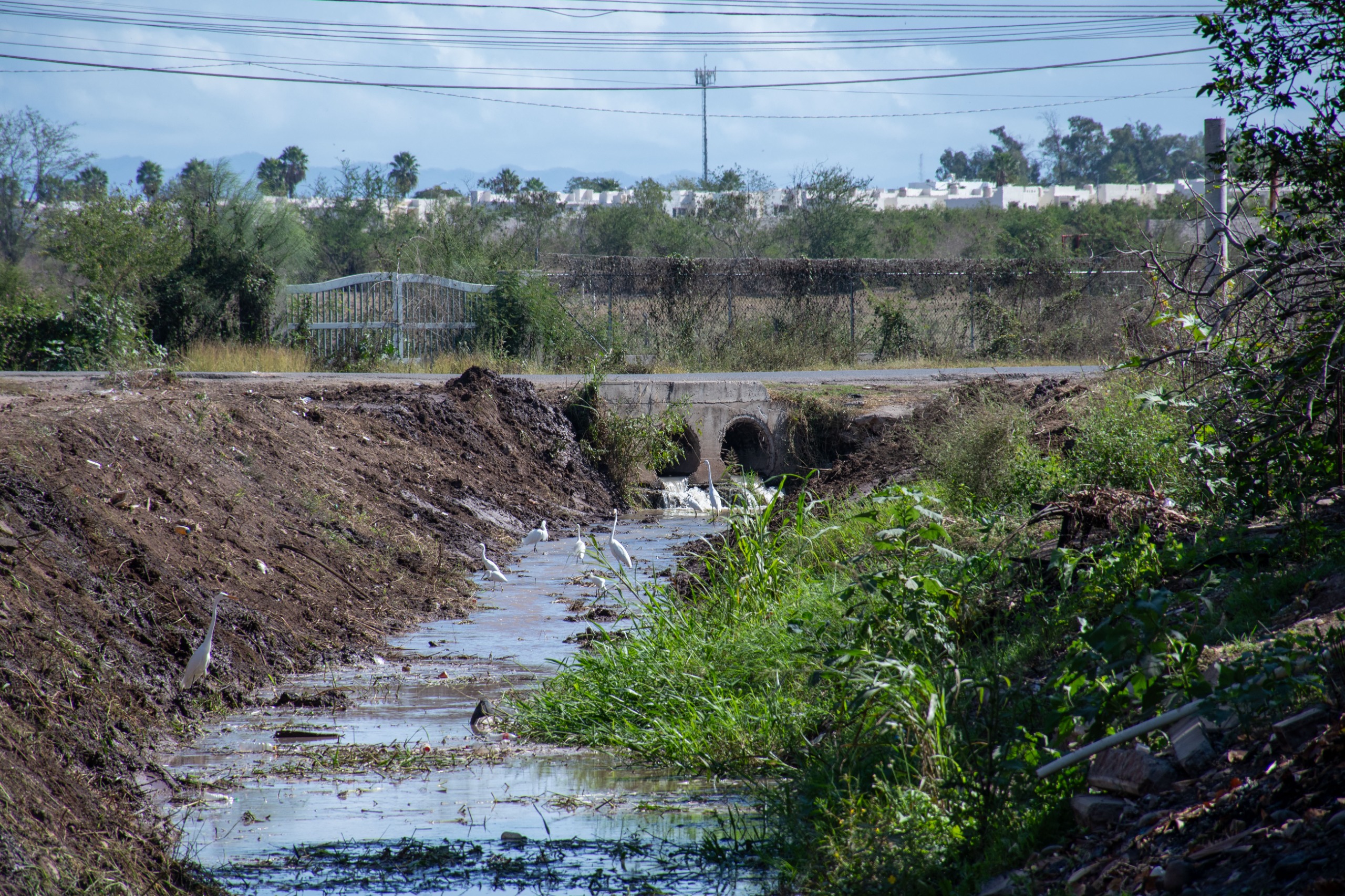Limpian drenes y arroyos de Culiacán previo a temporada de lluvias
