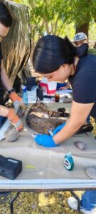 Lince rojo capturado en Guasave