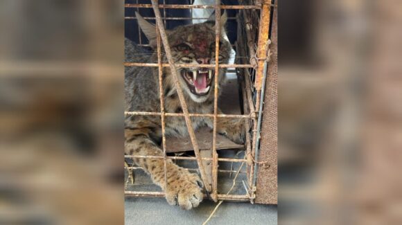 Capturan un lince rojo en predio avícola de Guasave, Sinaloa; fue liberado