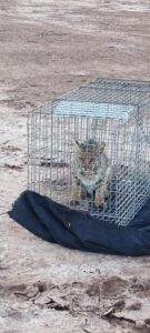 Lince rojo capturado en Guasave