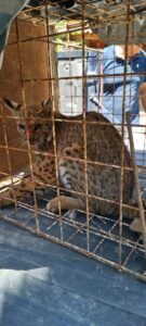 Lince rojo capturado en Guasave