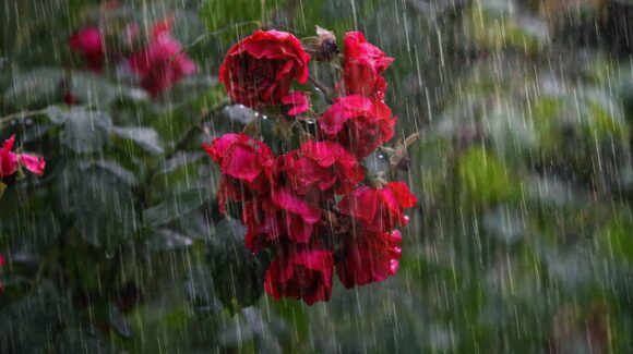 Clima en Sinaloa hoy 29 de marzo | Chubascos con lluvias puntuales fuertes