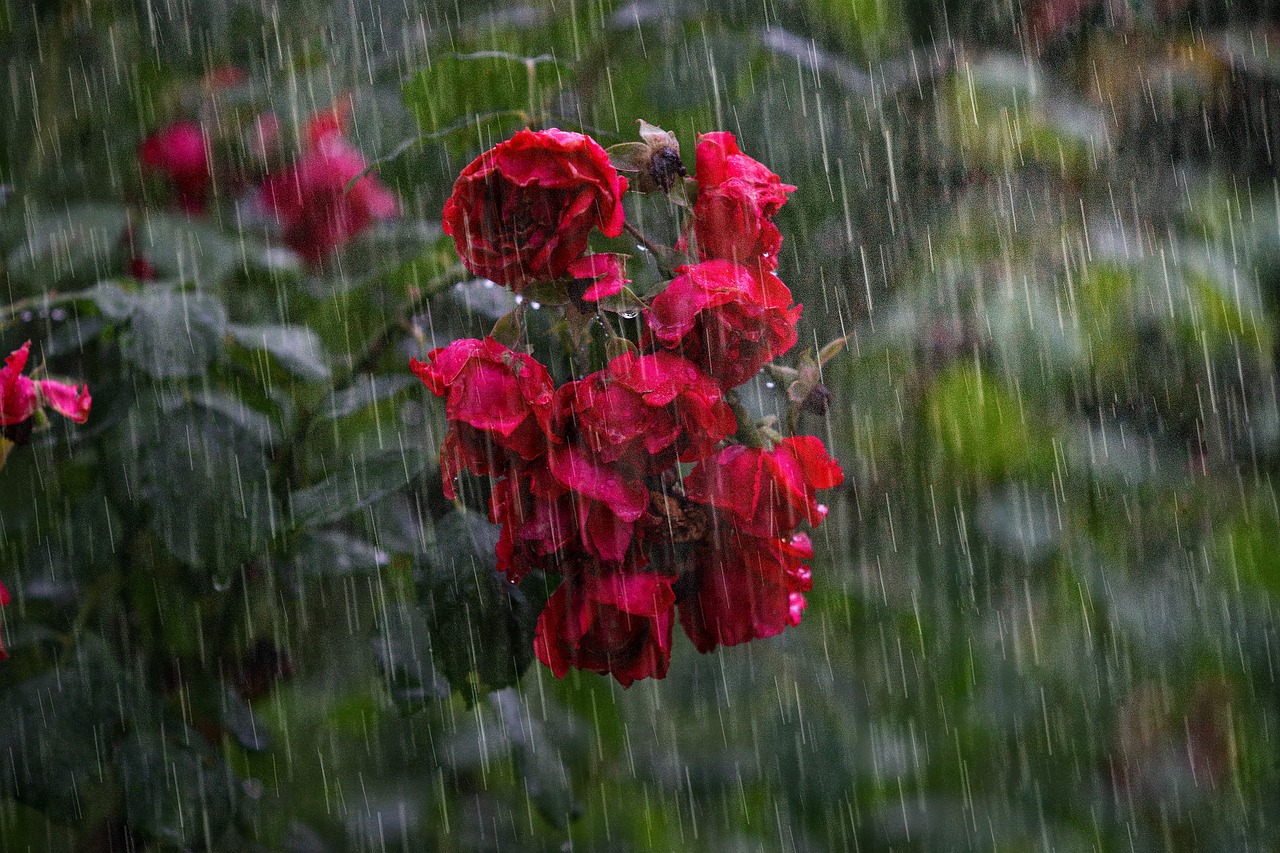 Lluvia