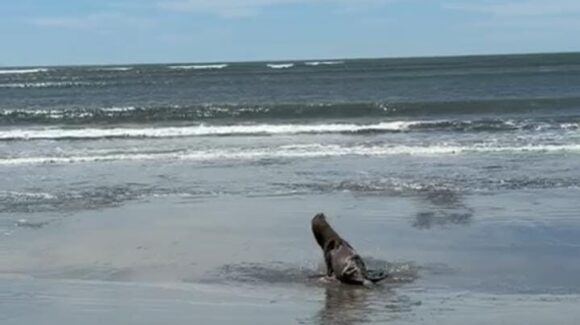 “Es un coqueto”: Graban a lobo marino en costas de Bellavista; Ecología de Guasave señala que podría deberse a temporada de apareamiento