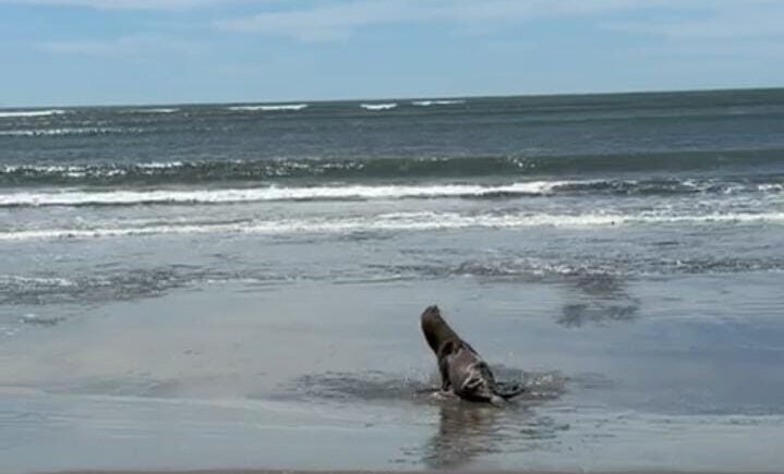 Lobo Marino