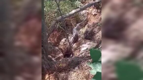Captan presencia de anaconda en la comunidad de Higuera de Zaragoza en Ahome, Sinaloa