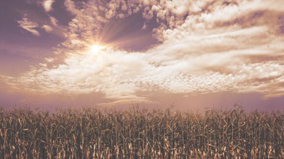El calor pega duro en Sinaloa municipio, productores estiman baja cosecha del maíz: AARSO