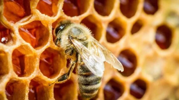 La miel: alimento natural sin caducidad y con múltiples beneficios
