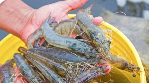Arranca veda del camarón en el Pacífico; Sinaloa cierra temporada con casi 8 mil toneladas