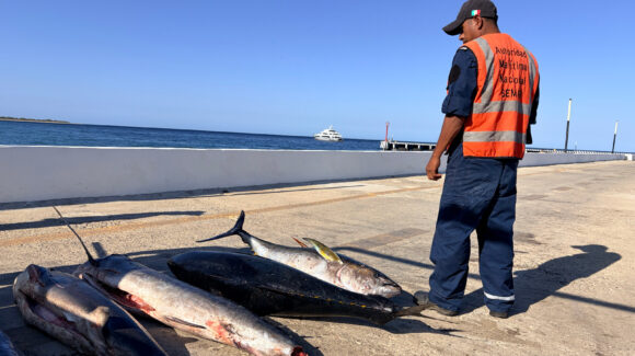 Buscan pescadores de altamar de Sinaloa a legisladores federales de la Comisión de Pesca; les piden resultados