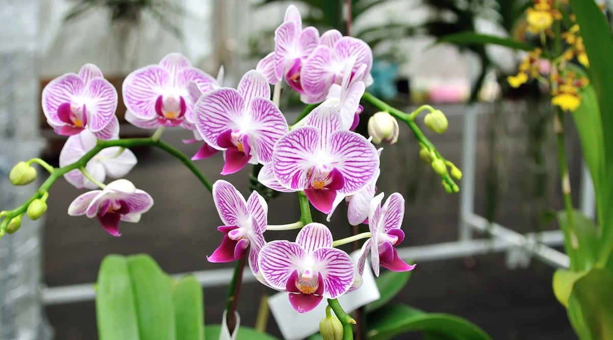 Orquídeas. Día Nacional de la Orquídea