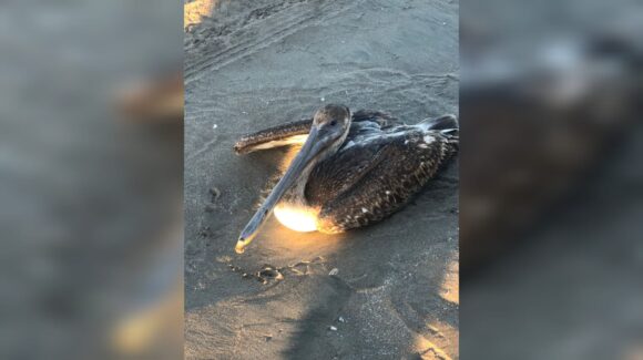 Investiga Ecología muerte de decenas de pelícanos en playas de Guasave, Sinaloa