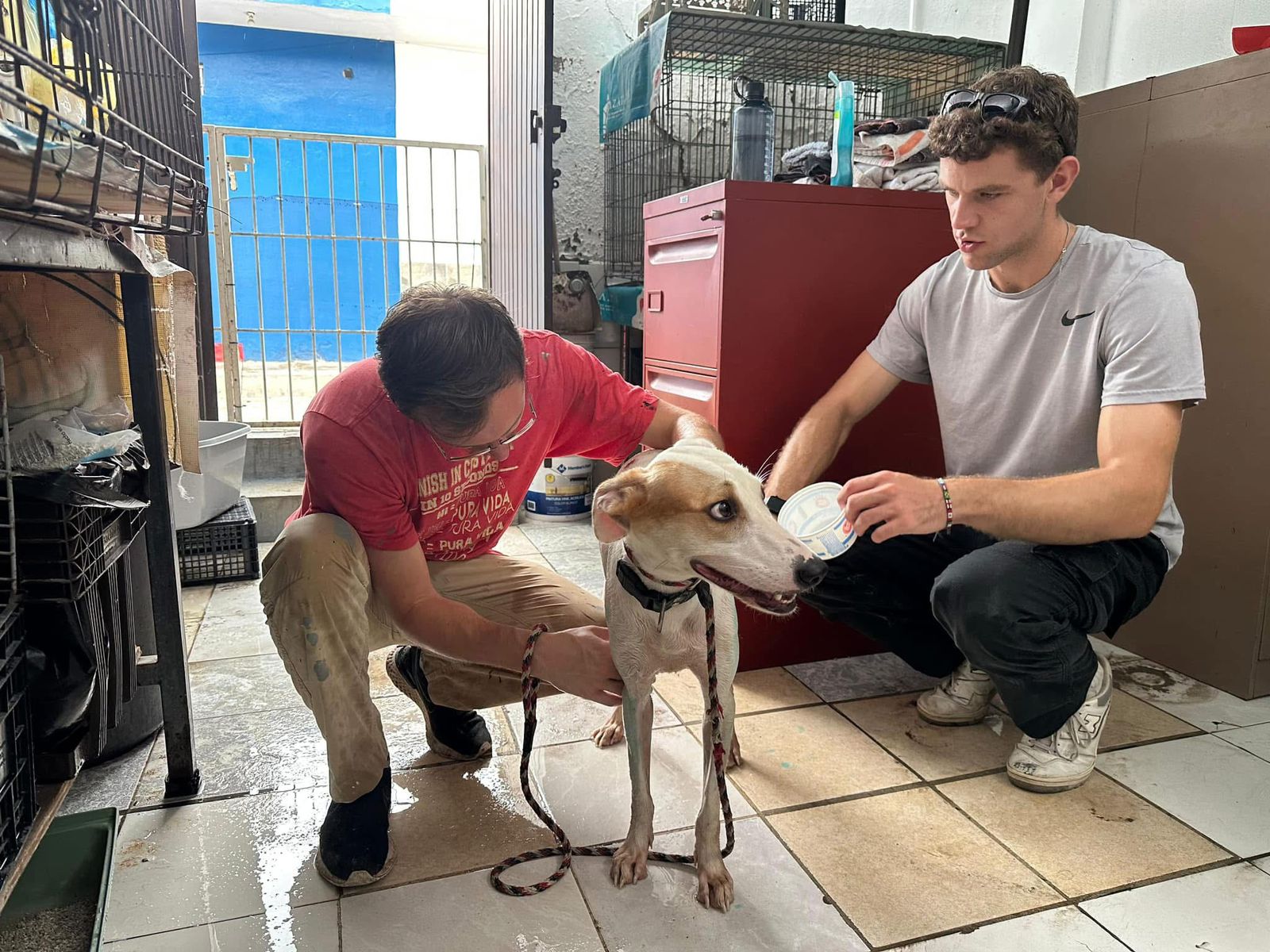 Perrito del refugio Amigos de los Animales A. C. en Mazatlán