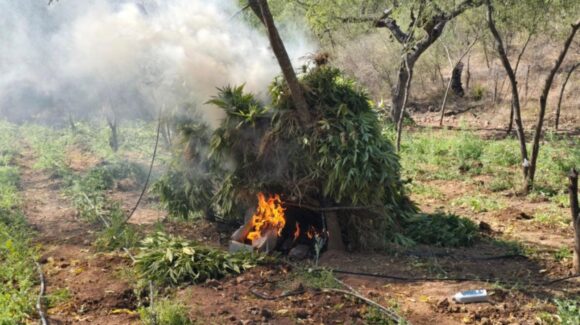 Militares destruyen dos sembradíos y un secadero de mariguana en Badiraguato y Elota, Sinaloa