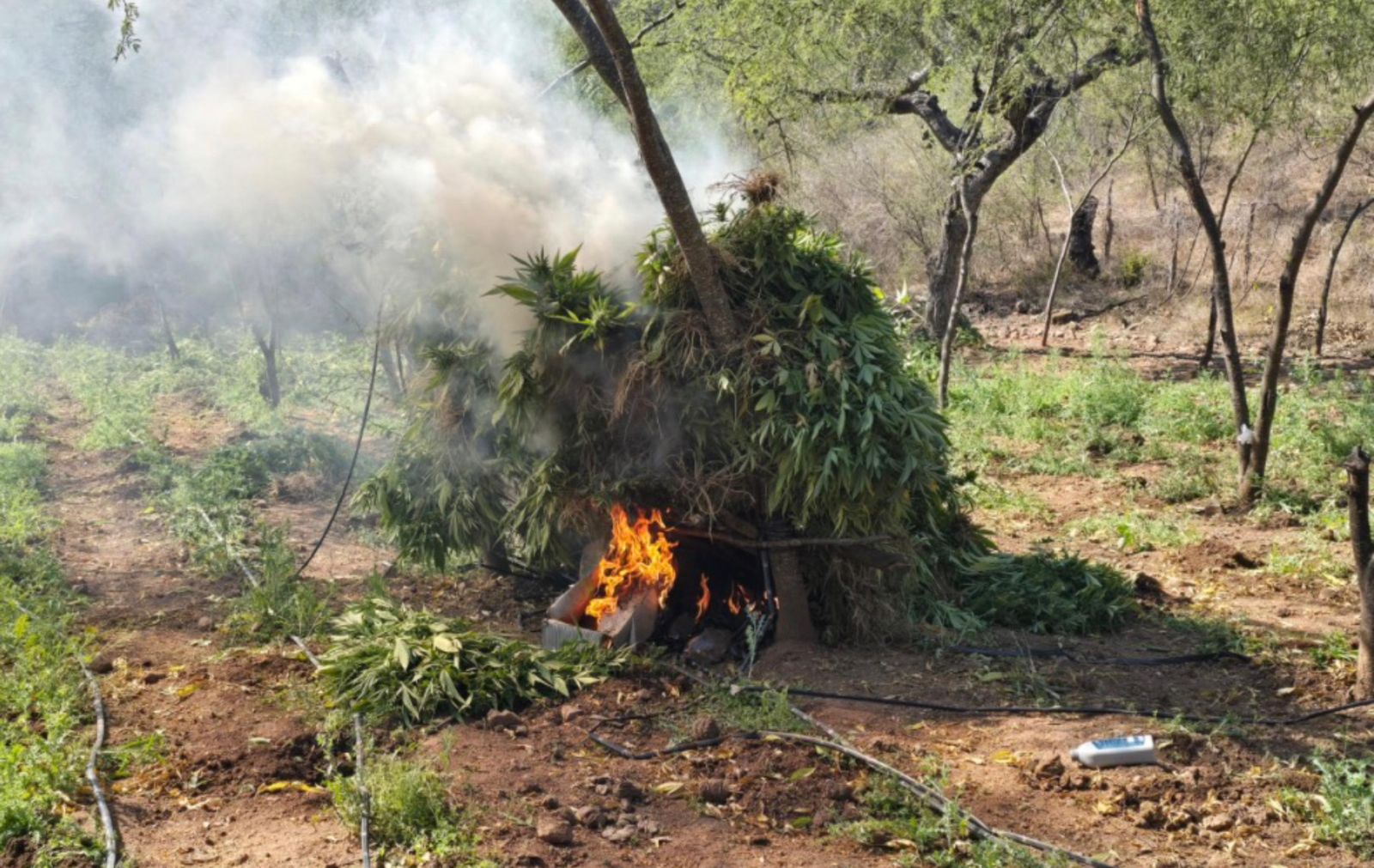 sembradíos y un secadero de mariguana en Badiraguato y Elota.