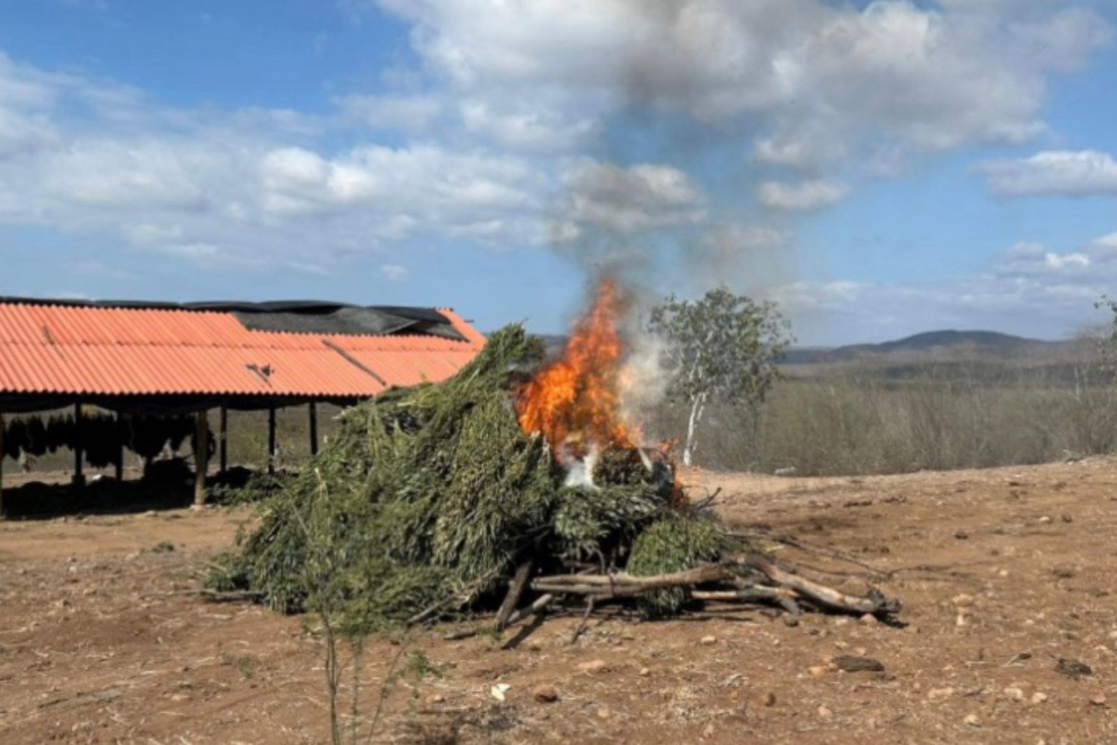 sembradíos y un secadero de mariguana en Badiraguato y Elota.