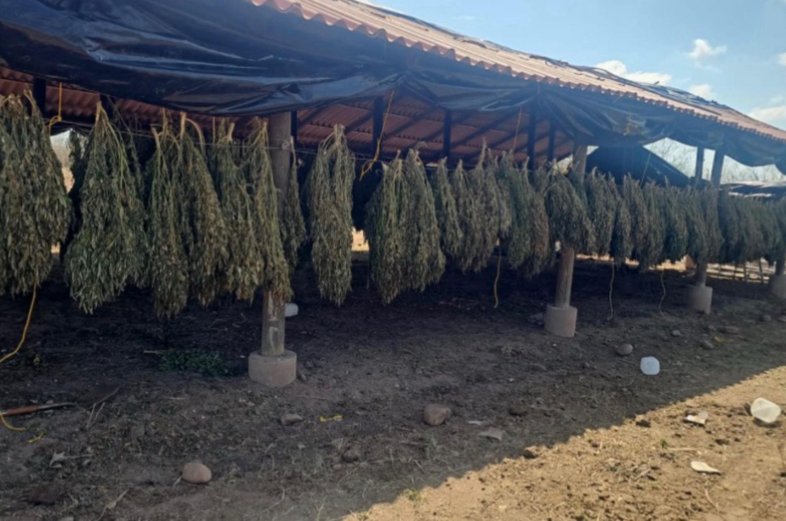 sembradíos y un secadero de mariguana en Badiraguato y Elota.