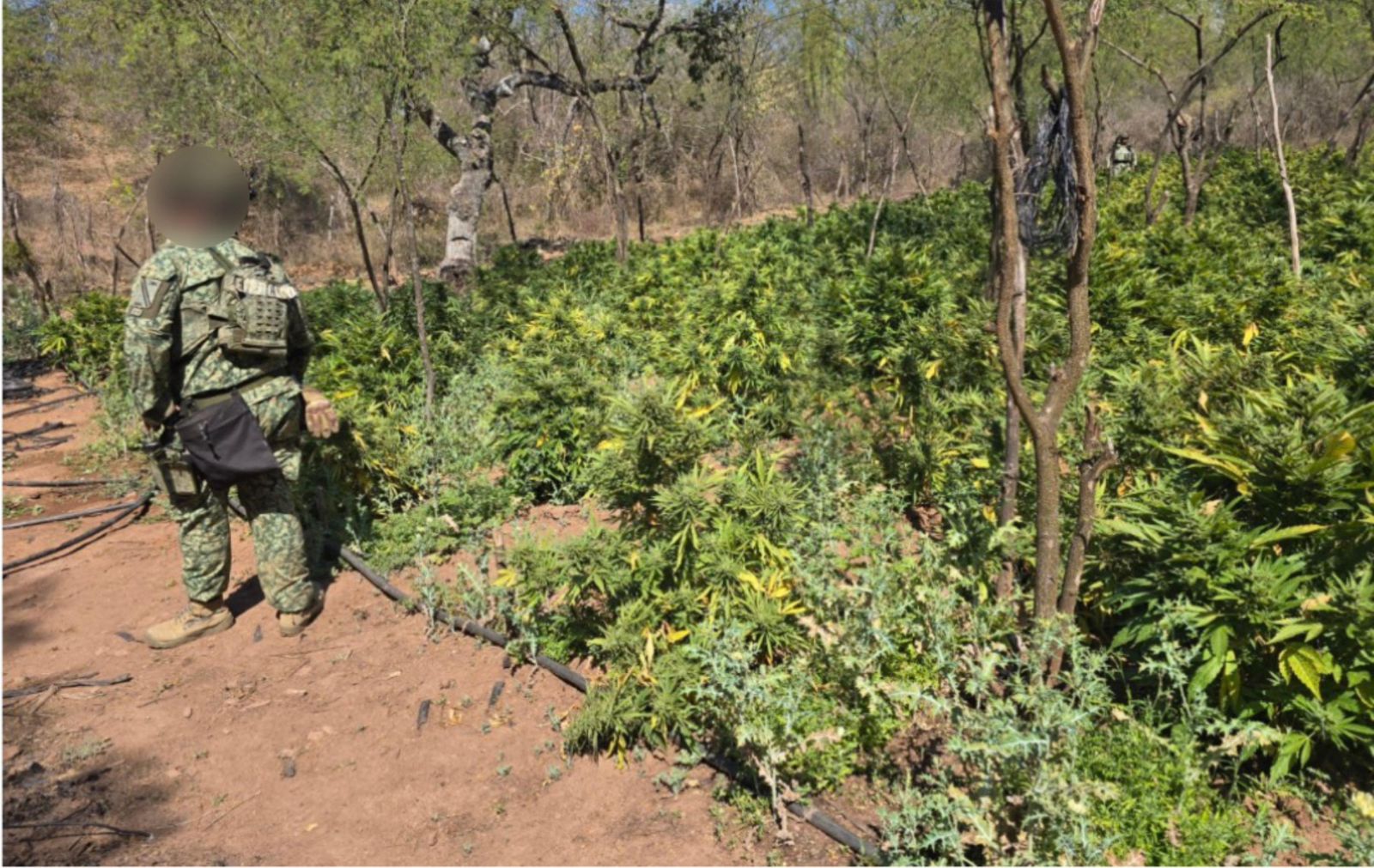 sembradíos y un secadero de mariguana en Badiraguato y Elota.