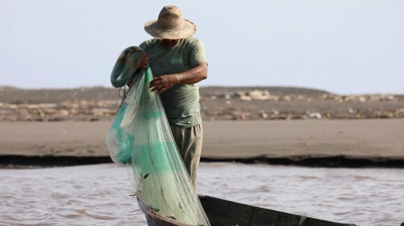 Caen 50% las capturas de tiburón en Las Lajitas, Sinaloa