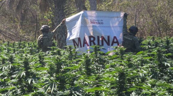 Marina localiza siete plantíos de mariguana y bodega con precursores químicos en Elota y Cosalá, Sinaloa