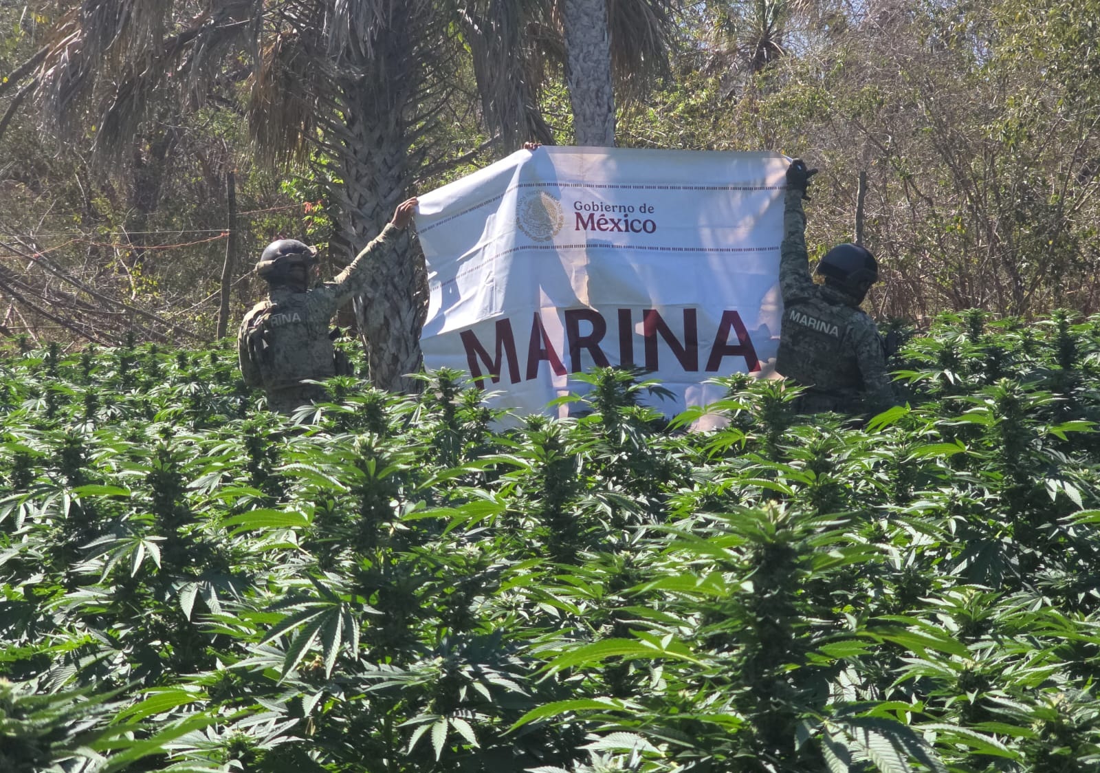 Plantío de mariguana asegurado en Sinaloa
