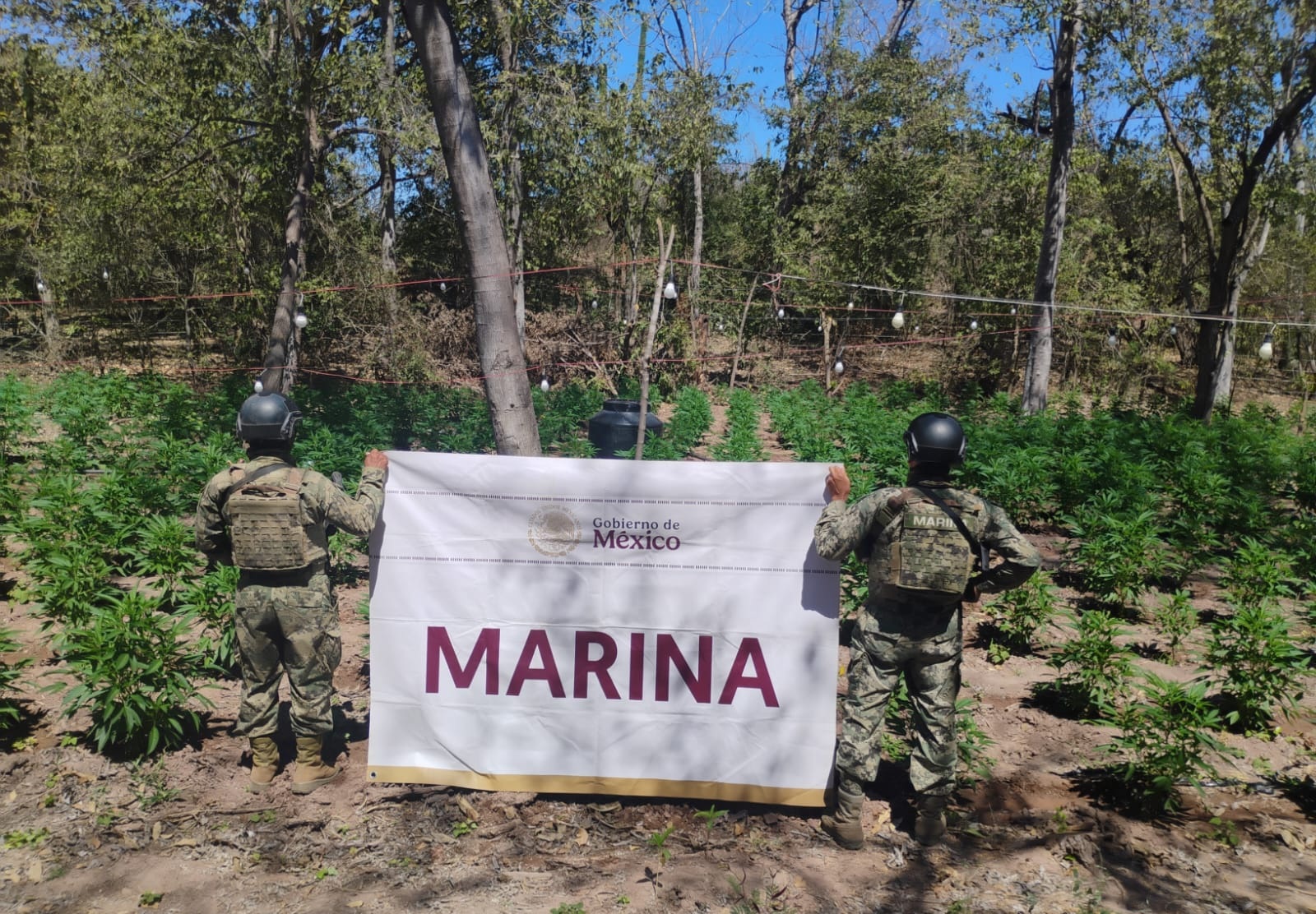 Plantío de mariguana asegurado en Sinaloa