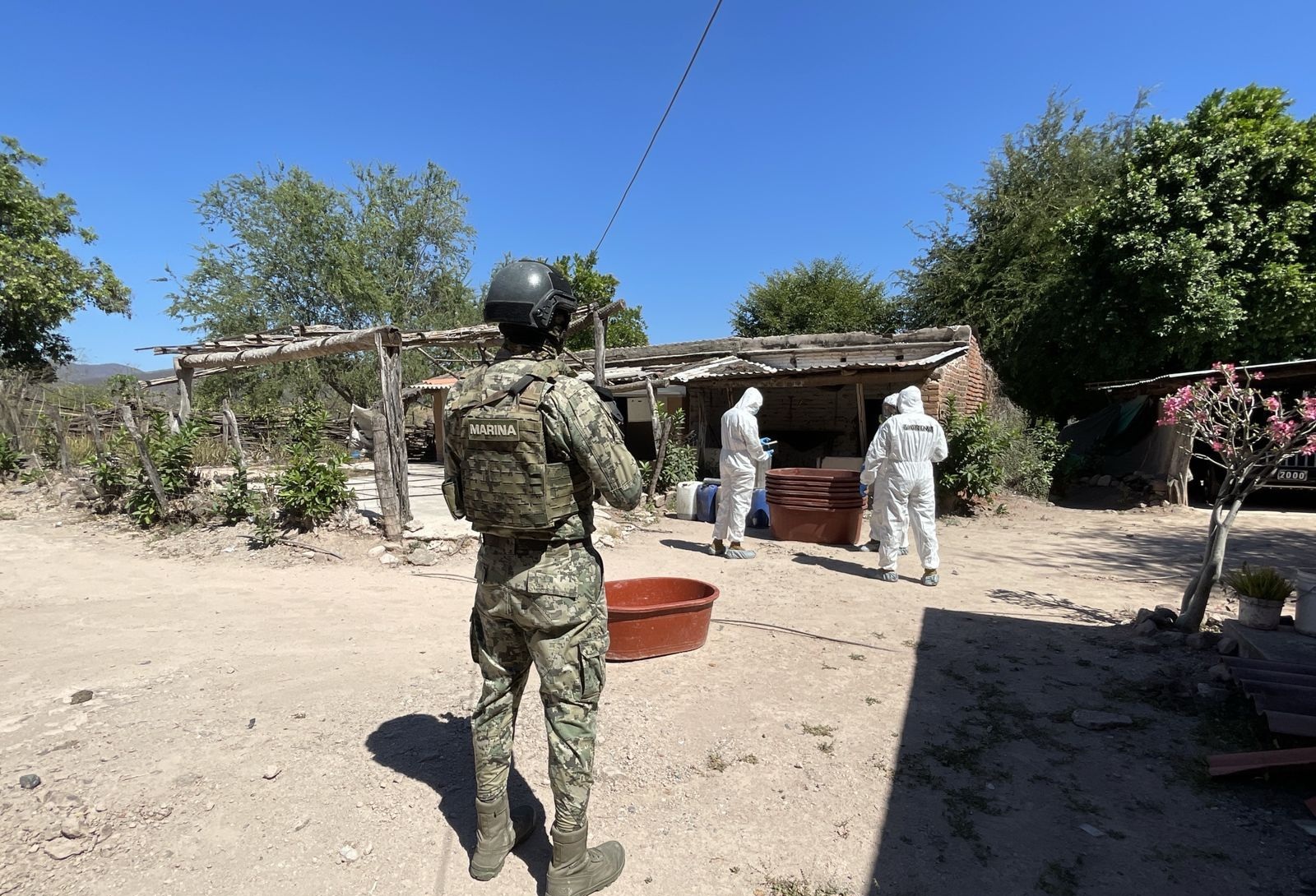 Plantío de mariguana asegurado en Sinaloa
