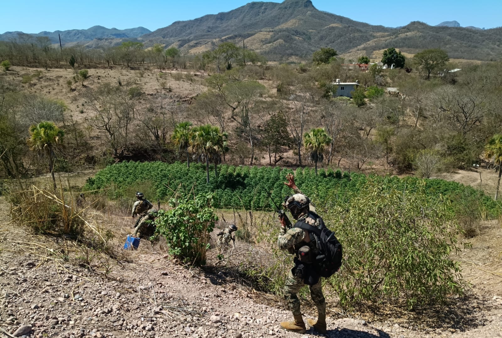 Plantío de mariguana asegurado en Sinaloa
