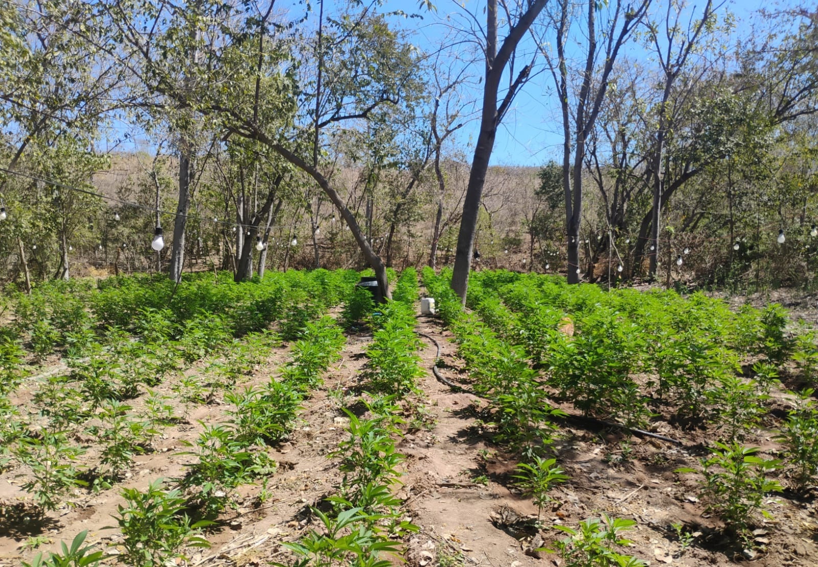 Plantío de mariguana asegurado en Sinaloa