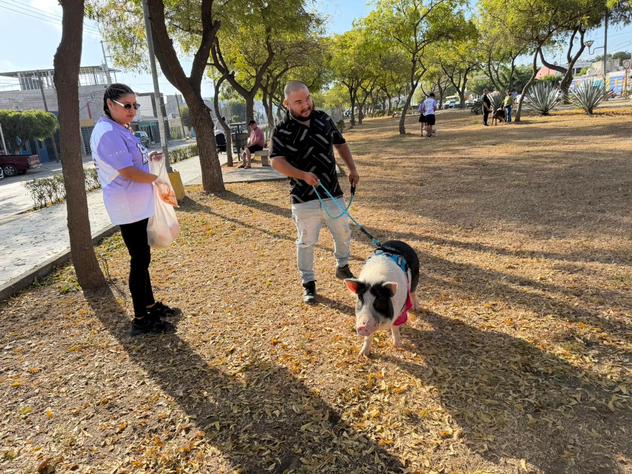 Cochinita Sandy Bell en Canrrera 2026