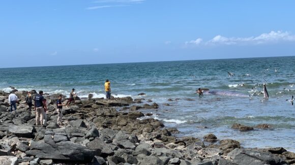 Sepultan a ballena que encalló en Mármol, en inmediaciones de Mazatlán y San Ignacio, tras inspección de especialistas