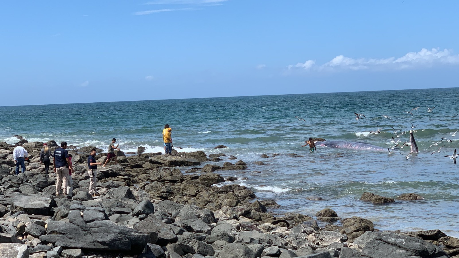 Sepultan a ballena varada en Mármol, rentre Mazatlán y San Ignacio