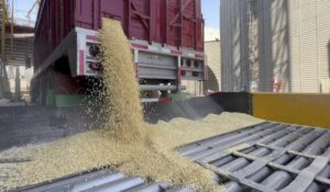 Listos los recursos para pagar a productores; garantiza legisladora Ana Ayala bolsa etiquetada para próximas cosechas