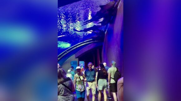 Más de 1,800 cruceristas visitan el Gran Acuario Mazatlán en lo que va del año