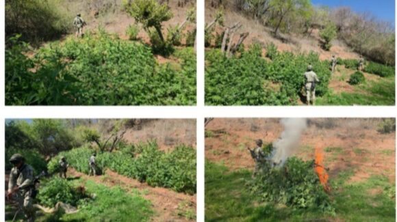 Localizan y destruyen 3 plantíos de mariguana en Badiraguato, Sinaloa; uno es de 150 m2