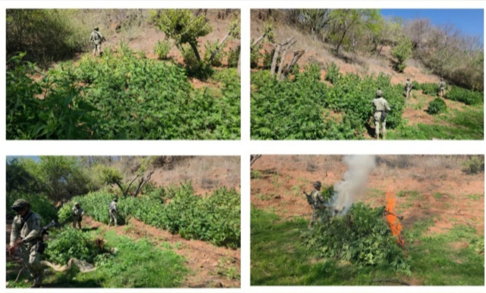 varios plantios de mariguana fueron localizados y destruidos en badiraguato sinaloa
