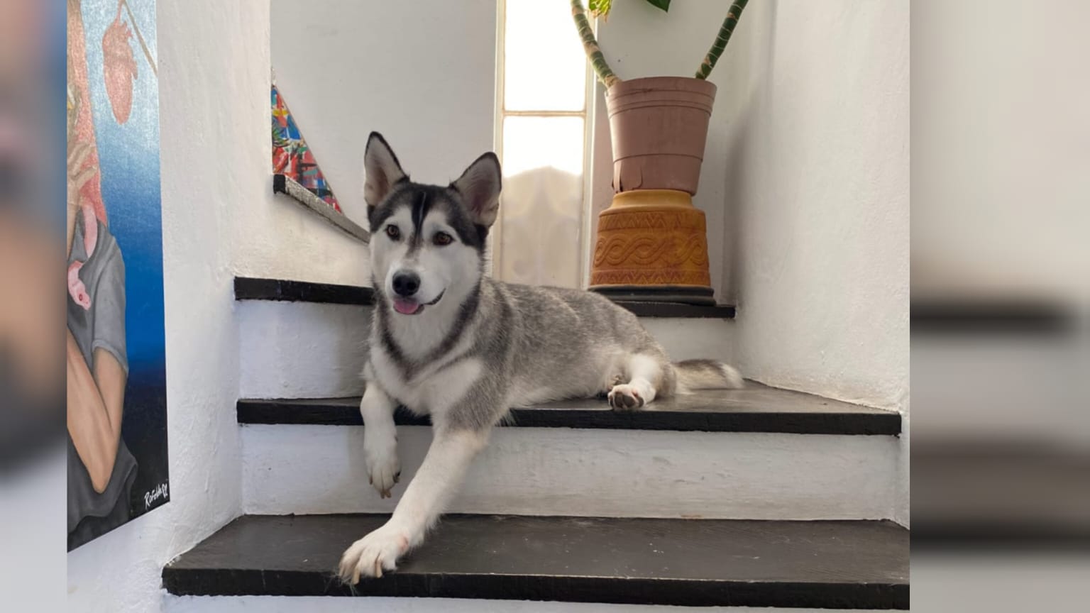 Perrita Zelda