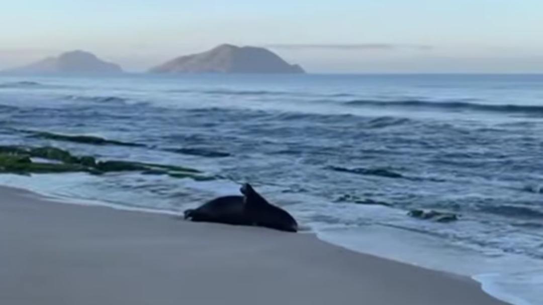 Localizan a lobo marino sin vida en zona de playa;, sería el tercer ejemplar hallado en Mazatlán, Sinaloa este 2026