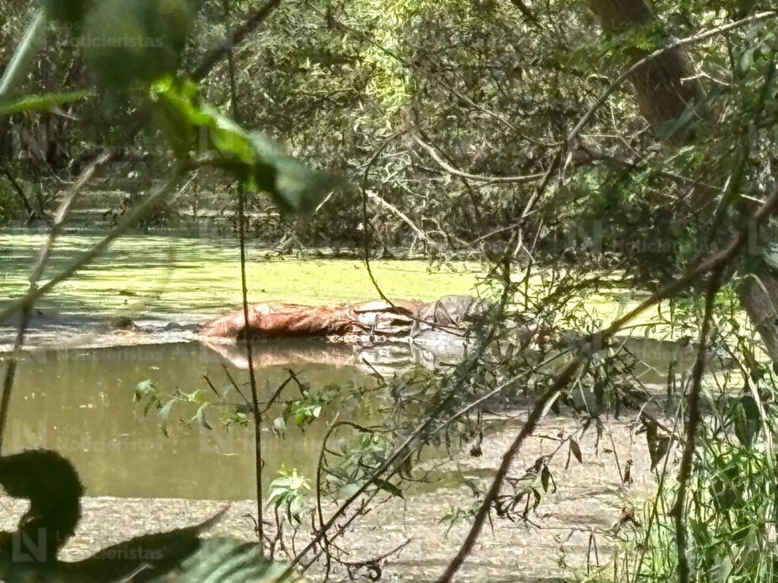 Trae ropa táctica: Localizan cadáver en descomposición en Costa Rica al sur de Culiacán