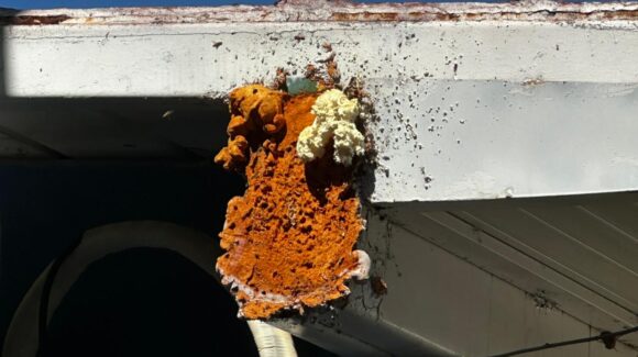 Son más de 100 mil abejas en kínder de Mazatlán, Sinaloa; SEPyC descarta riesgos y detalla protocolos