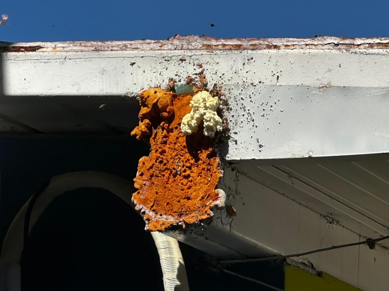 Panal de abejas en kínder de Mazatlán