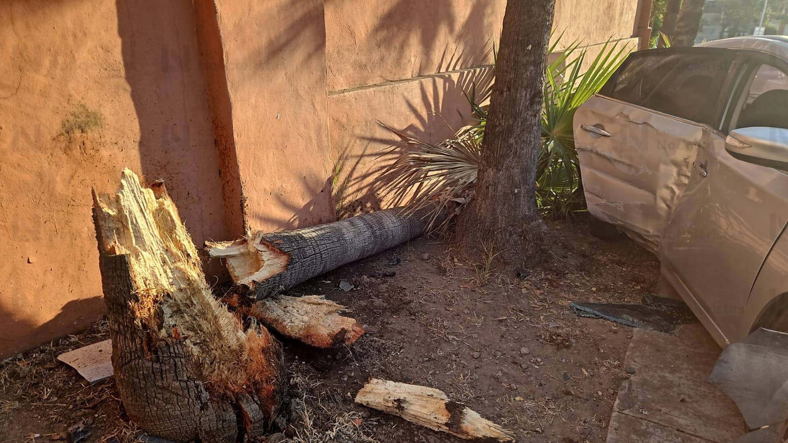 Palmera destrozada por vehículo tras choque