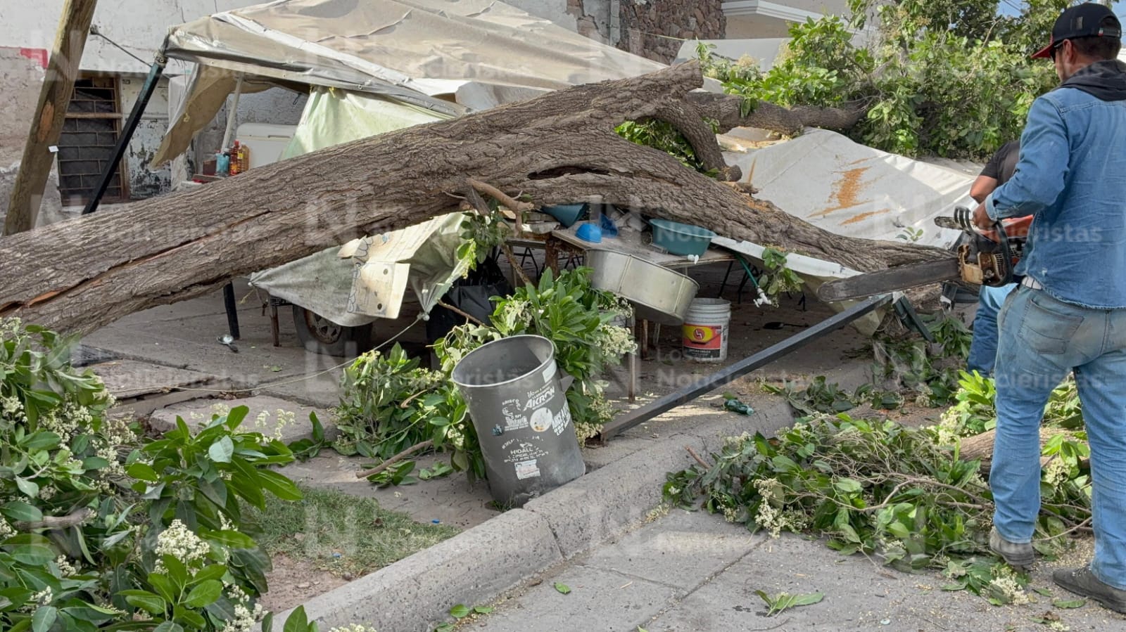 Árbol cae sobre negocio